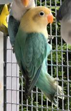 Turqouise Opaline Fischeri 2025, Dieren en Toebehoren, Vogels | Parkieten en Papegaaien, Mannelijk, Dwergpapegaai of Agapornis