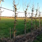 conférence sur les poiriers, Enlèvement