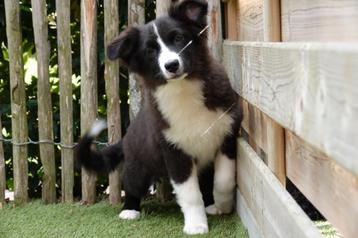 Australische herder pup (teefje) beschikbaar voor biedingen