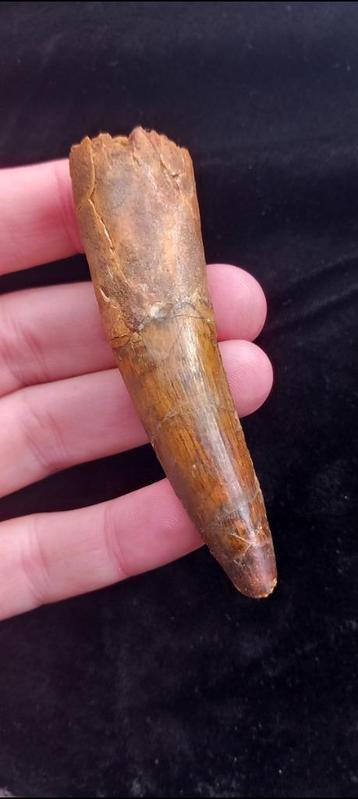 Dent de spinosaure supérieure provenant d'un fossile de dino, Enlèvement ou Envoi, Fossile