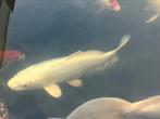 Platina Ogon Japanse koi, Dieren en Toebehoren, Karper of Koi
