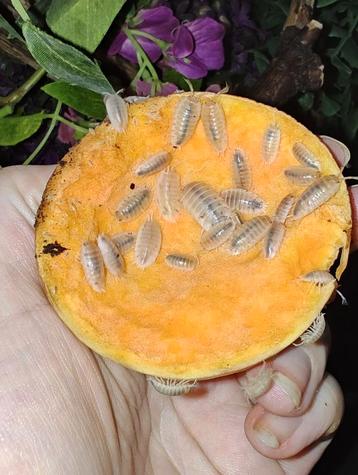 Porcellio laevis White beschikbaar voor biedingen