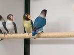 Agapornis, Dieren en Toebehoren