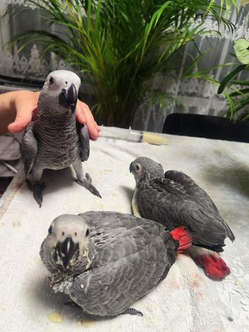 Gris de Gabon  beschikbaar voor biedingen