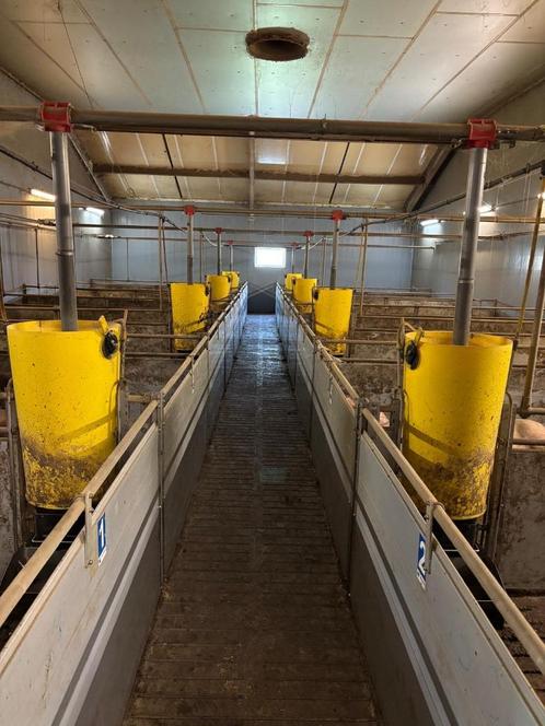 Kunststof hokinrichting vleesvarkens [442], Dieren en Toebehoren, Schapen, Geiten en Varkens