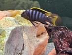 Labidochromis mbamba bay malawi cichliden hobbykweek, Dieren en Toebehoren, Vissen | Aquariumvissen, Vis, Zoetwatervis