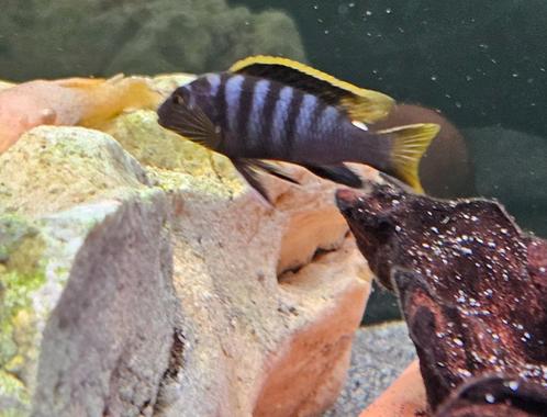 Labidochromis mbamba bay malawi cichliden hobbykweek, Dieren en Toebehoren, Vissen | Aquariumvissen, Zoetwatervis, Vis