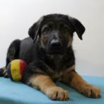 Duitse Herder - Prachtige Belgische pups te koop, België, Handelaar, CDV (hondenziekte), 8 tot 15 weken