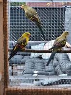 Koppel bergparkieten