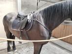 Nieuw verstelbaar Cavaletti zadel, Ophalen, Nieuw