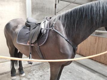 Nieuw verstelbaar Cavaletti zadel  beschikbaar voor biedingen