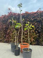 Paulownia tomentosa: Exotische plantensoort, Tuin en Terras, Planten | Tuinplanten, Vaste plant, Lente, Ophalen