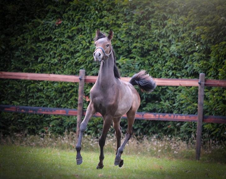 Arabisch volbloed hengstje, Dieren en Toebehoren, Paarden, Hengst
