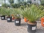 Yucca Rostrata - palmlelie, Enlèvement
