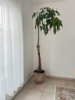 Plant, Huis en Inrichting, Woonaccessoires | Zuilen en Pilaren, Ophalen, Zo goed als nieuw