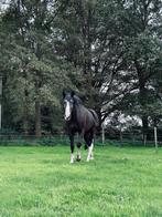 Prachtige ruin te koop, Dieren en Toebehoren, Paarden, 170 tot 175 cm, Recreatiepaard, Gechipt, 7 tot 10 jaar