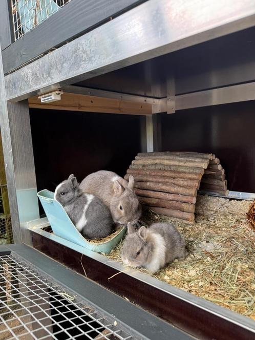 Kleurdwerg, Dieren en Toebehoren, Konijnen, Dwerg, Meerdere dieren, 0 tot 2 jaar