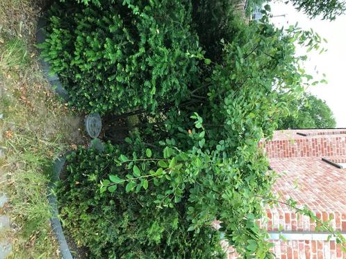 Amelanchier Lamarckii – Krentenboom – 2m, Tuin en Terras, Planten | Bomen, 100 tot 250 cm, Ophalen of Verzenden