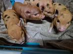 Zeer kleine micro biggetjes, Dieren en Toebehoren, Meerdere dieren, Varken, 0 tot 2 jaar