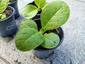 Kweekplantjes tabak beschikbaar voor biedingen