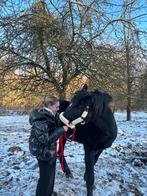 Lesgever dressuur gezocht, Ophalen of Verzenden, Zo goed als nieuw