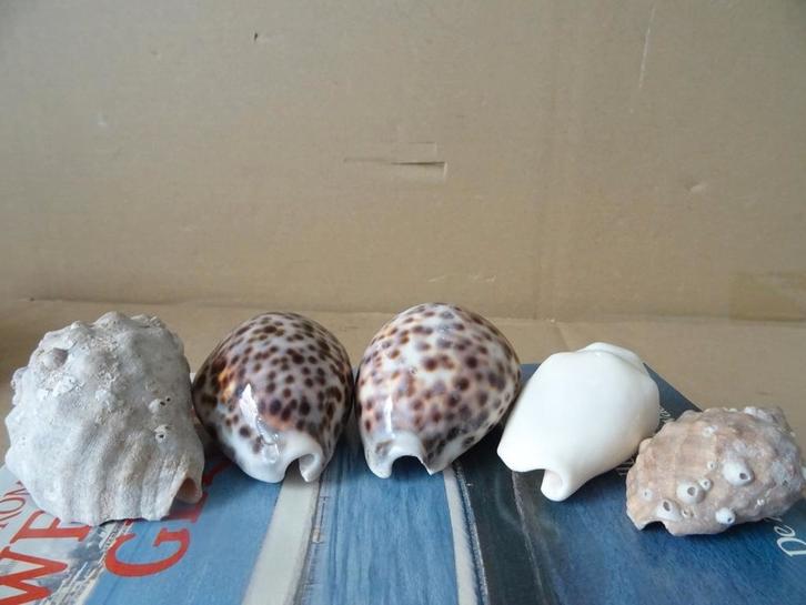 Curiosa schelpen collectie vintage collectie schelpen 1980, Antiek en Kunst, Curiosa en Brocante, Ophalen of Verzenden