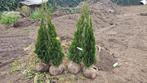 9 stuks Smaragd 100-125 cm, Tuin en Terras, Planten | Struiken en Hagen, Ophalen, Conifeer, Haag, 100 tot 250 cm