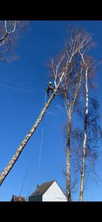 Abattage/démontage des arbres