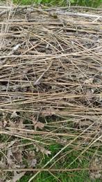 Bambou, Tuin en Terras, Planten | Tuinplanten, Ophalen