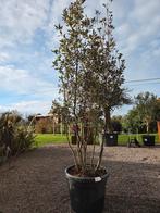 Quercus Ilex meerstam, Tuin en Terras, Planten | Bomen, Ophalen