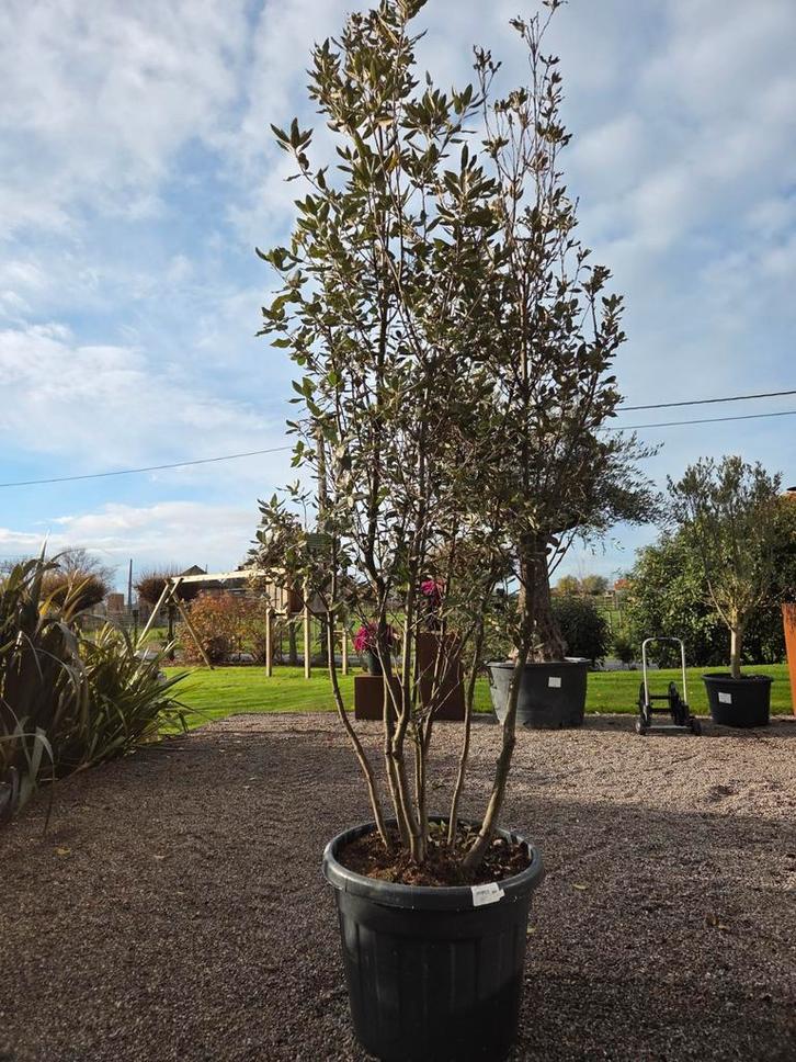Quercus Ilex meerstam, Tuin en Terras, Planten | Bomen, Ophalen