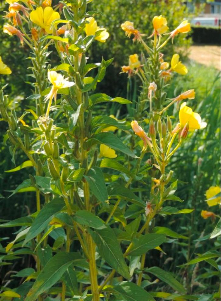 Plantes : Onagre, Jardin & Terrasse, Plantes | Jardin, Enlèvement