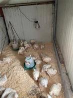 Vleeskippen bijna terug, Dieren en Toebehoren, Meerdere dieren, Kip