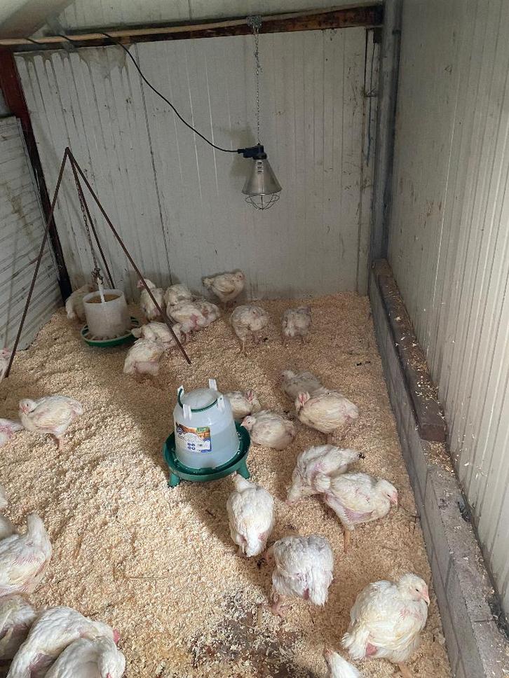 Vleeskippen bijna terug, Dieren en Toebehoren, Pluimvee, Kip, Meerdere dieren