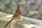 INDISCHE BABBELAAR - TURDOIDES CAUDATA, Mannelijk, Wildzangvogel, Geringd