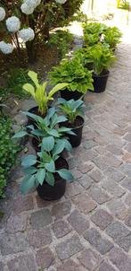 Hosta's, Tuin en Terras, Vaste plant, Halfschaduw, Zomer, Ophalen