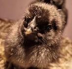 Ayam Cemani kuikens te koop, Dieren en Toebehoren, Pluimvee