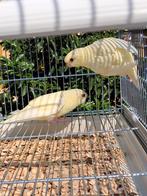 Catharinaparkieten, Dieren en Toebehoren, Vogels | Kanaries