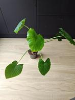 Alocasia, Ophalen