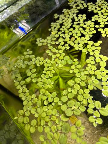 Salvinia Minima | Vlotvaren | Drijfplant beschikbaar voor biedingen