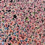 Waterplanten :Azolla en guppygras