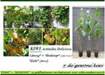 PROMO : DUO PLANTES KIWI "JENNY" + "SOLO" = 15€ le duo, Plein soleil, Enlèvement ou Envoi, Plantes fruitières, Été