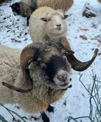 Prachtige schimmel ouessant ram, Mâle, Mouton