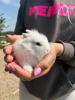 Baby leeuwenkopjes