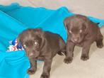laberador pups, Dieren en Toebehoren, België, Particulier, Reu, CDV (hondenziekte)