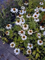Echinacea purpurea Alba, Tuin en Terras, Planten | Tuinplanten, Ophalen