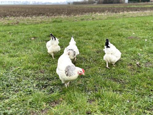 Jonge tamme Sussex kippen groot soort gesekst en ingeënt, Animaux & Accessoires, Volatiles, Poule ou poulet, Femelle