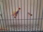 Gouldamadines, Dieren en Toebehoren