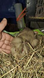 Lilac borstel beertje 6 weekjes, Dieren en Toebehoren, Cavia, Mannelijk, December, Tam