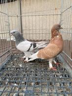 Super takla boz portakal, Dieren en Toebehoren